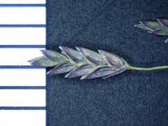 Eragrostis pectinacea pectinacea