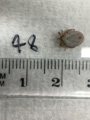 Ixodes holocyclus