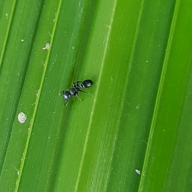 Procryptocerus