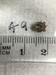 Ixodes holocyclus