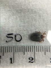Ixodes holocyclus
