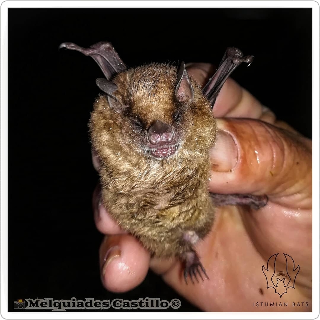 Talamancan Yellow-Shouldered Bat