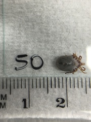 Ixodes holocyclus