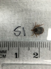 Ixodes holocyclus