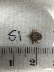 Ixodes holocyclus