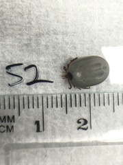 Ixodes holocyclus