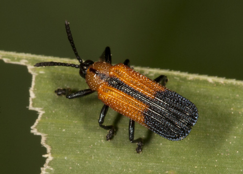 Chalepus angulosus · iNaturalist Mexico