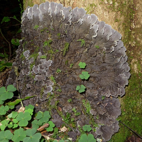 scaly pelt lichen