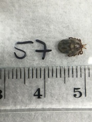 Ixodes holocyclus