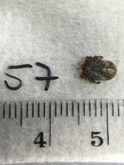 Ixodes holocyclus