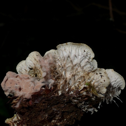 scaly pelt lichen