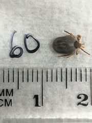 Ixodes holocyclus