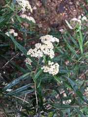 Ozothamnus argophyllus