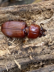 Odontotaenius disjunctus