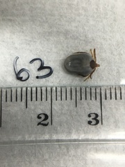 Ixodes holocyclus