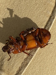 Odontotaenius disjunctus