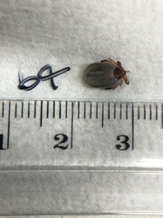 Ixodes holocyclus