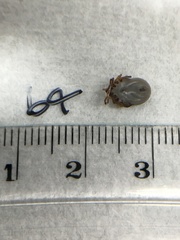 Ixodes holocyclus