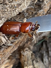 Odontotaenius disjunctus