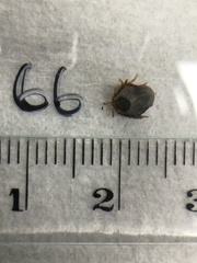 Ixodes holocyclus
