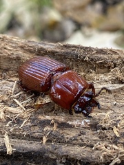 Odontotaenius disjunctus