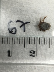 Ixodes holocyclus