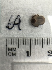 Ixodes holocyclus