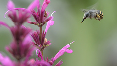 Anthophora marginata