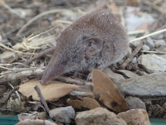 Crocidura