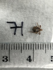 Ixodes holocyclus