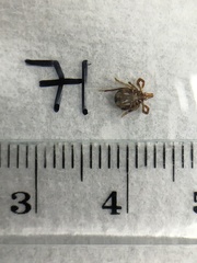 Ixodes holocyclus