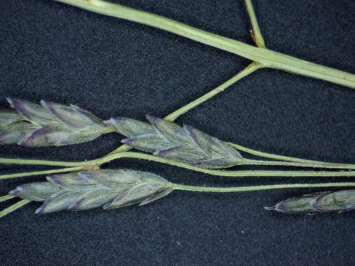 Eragrostis pectinacea