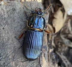 Odontotaenius disjunctus