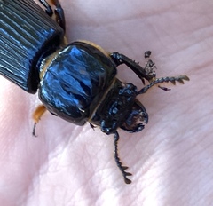 Odontotaenius disjunctus