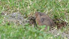 Cratogeomys merriami