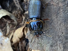 Odontotaenius disjunctus