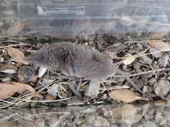 Crocidura
