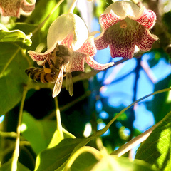 Apis mellifera
