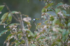 Chaetocercus heliodor