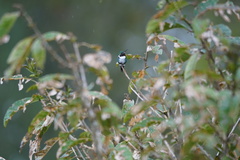 Chaetocercus heliodor