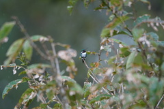 Chaetocercus heliodor