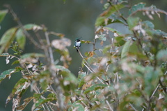 Chaetocercus heliodor