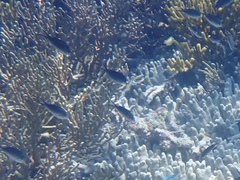 Chromis ternatensis