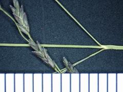 Eragrostis pectinacea pectinacea