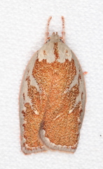 Euchaetis rhizobola