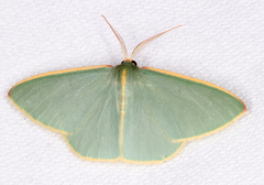 Chlorocoma assimilis