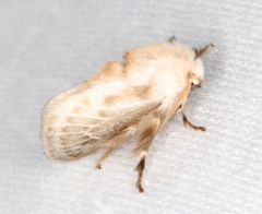 Doratifera pinguis