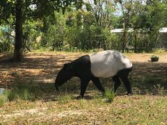 Tapirus indicus
