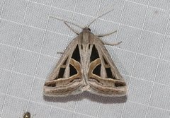 Callistege diagonalis