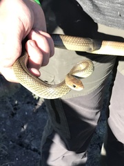 Coluber constrictor oaxaca